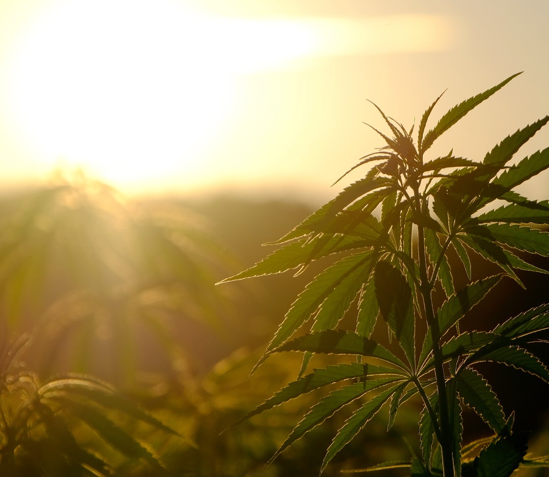 Legalize, la boutique du CBD online