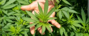 Cannabis