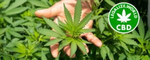 Cannabis