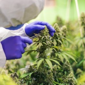 Fleurs de CBD
