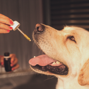 Du CBD pour vos animaux de compagnie